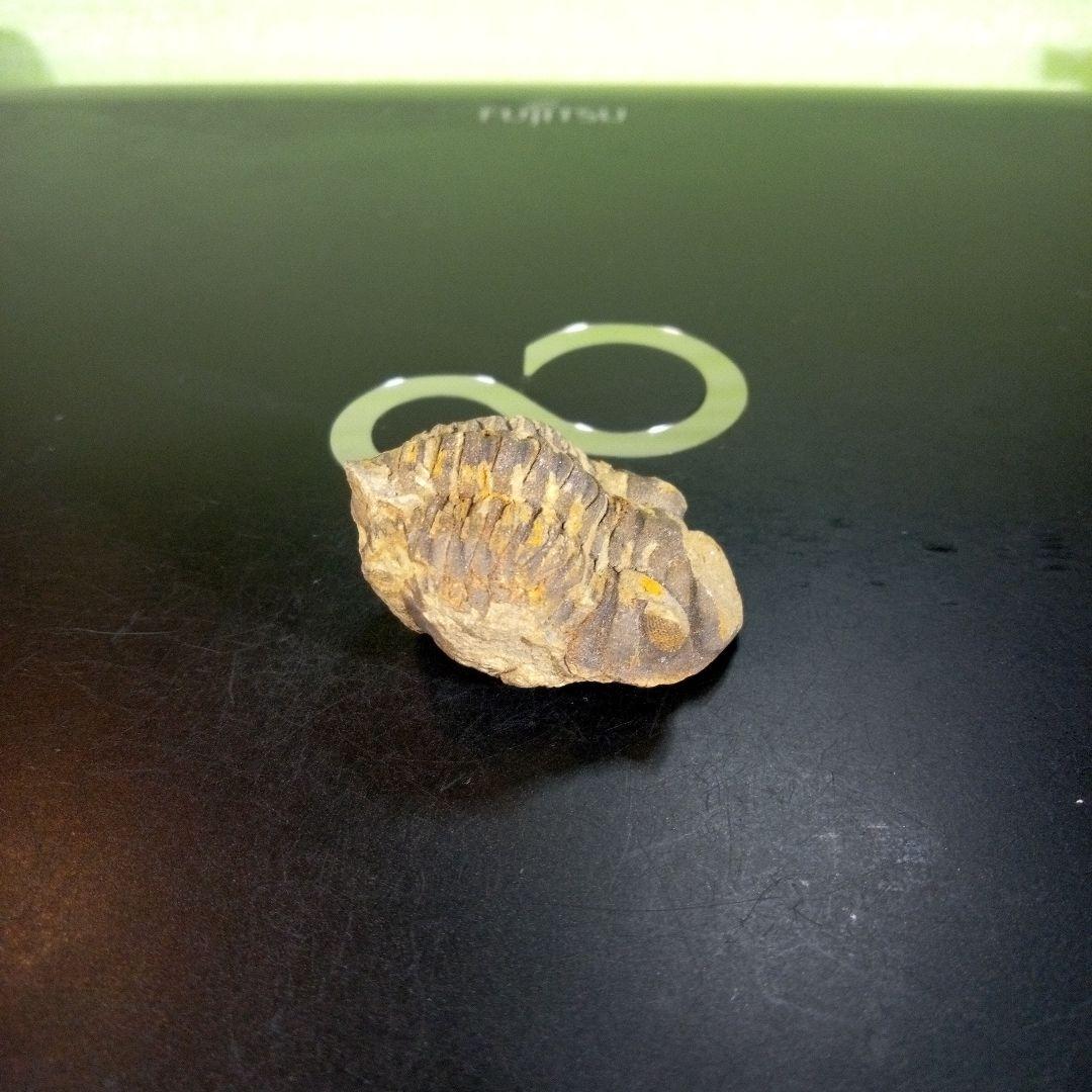 三葉虫　化石　ボリビア産　南アメリカ　trilobite　南米産fossil②