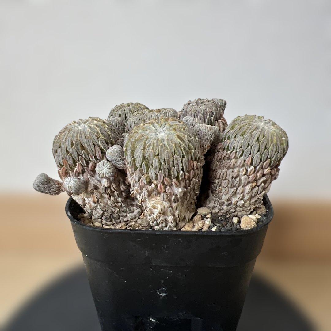 サボテン 精巧丸 群生