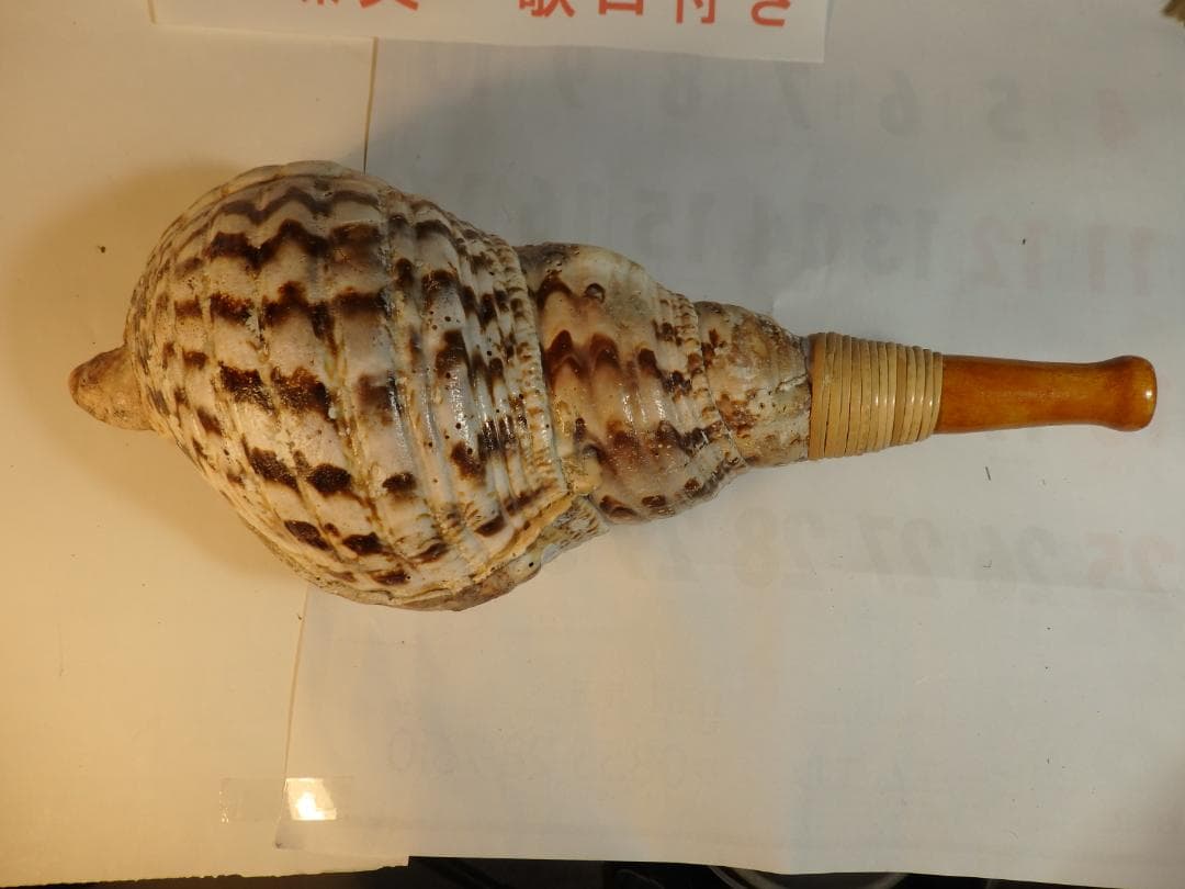 法螺貝 約38㎝ 木製歌口,新品 MH-480