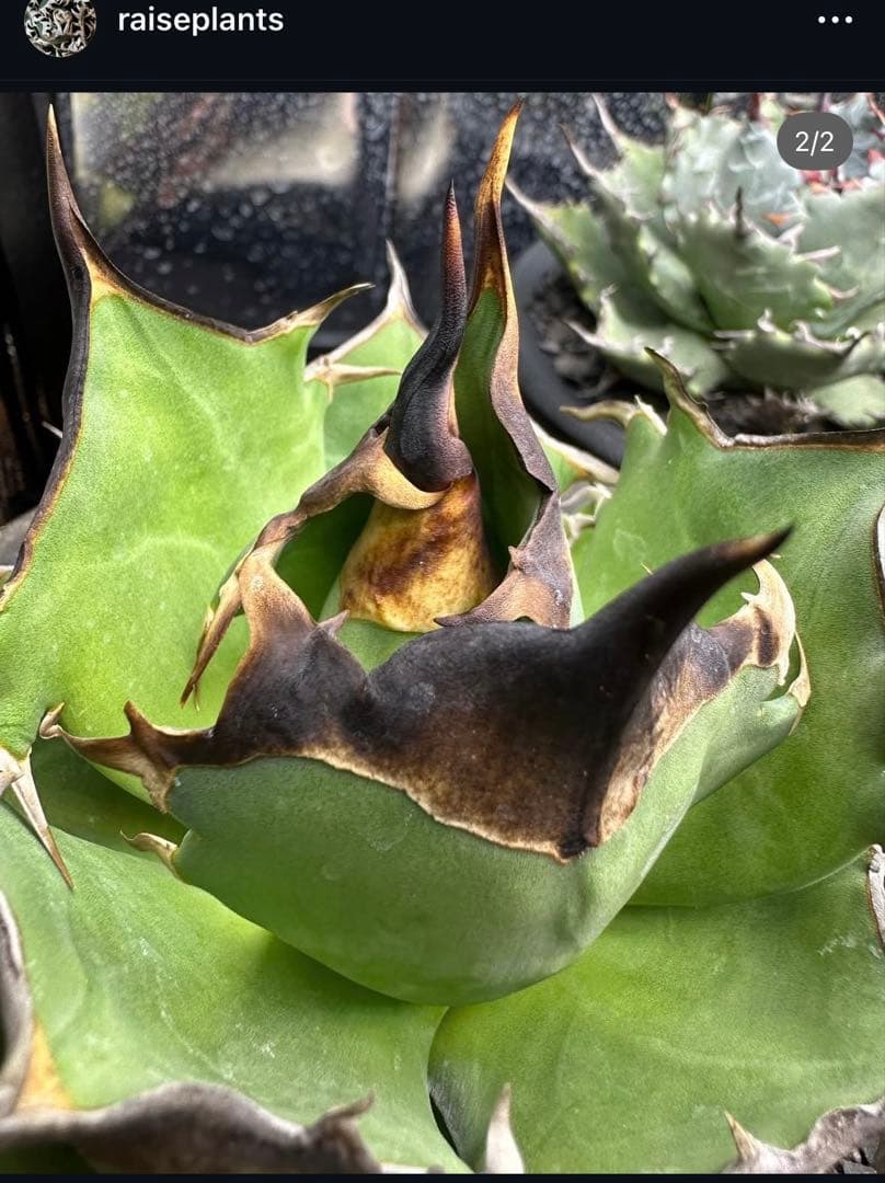 あ*き様 アガベ　dennis040 キングアーサー　特大ロゼット子株　＋おまけ