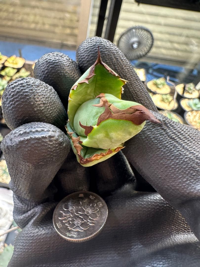 あ*き様 アガベ　dennis040 キングアーサー　特大ロゼット子株　＋おまけ