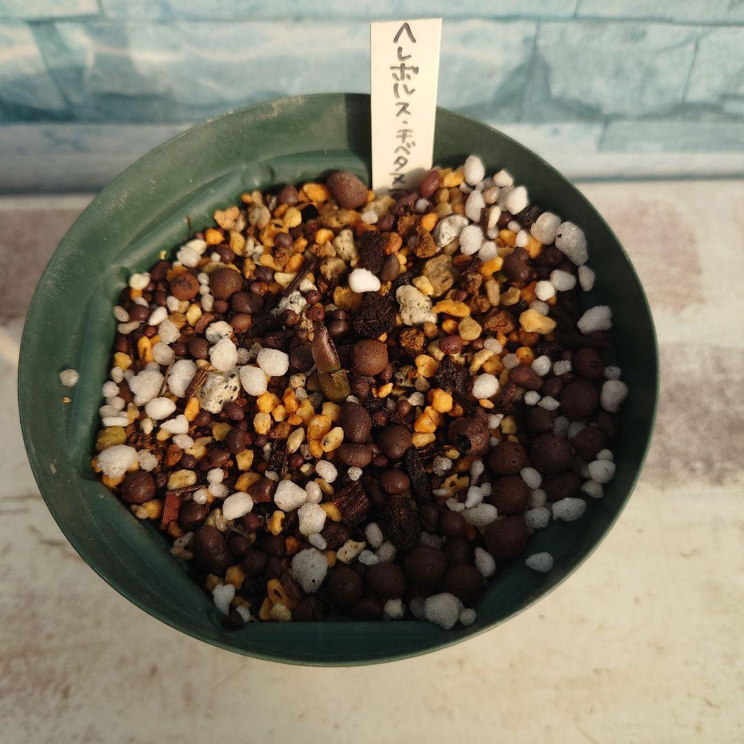 ☀️【Helleborus　thibetanus】☀️4号スリット鉢ロング植え