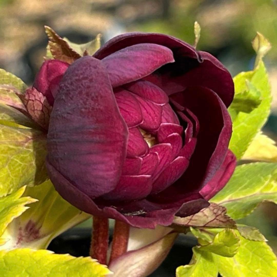 バ*カ様 ☘️限定1株☘️未株分け☘️3354⭐️小輪⭐️オーレア⭐️真紅⭐️ぼ