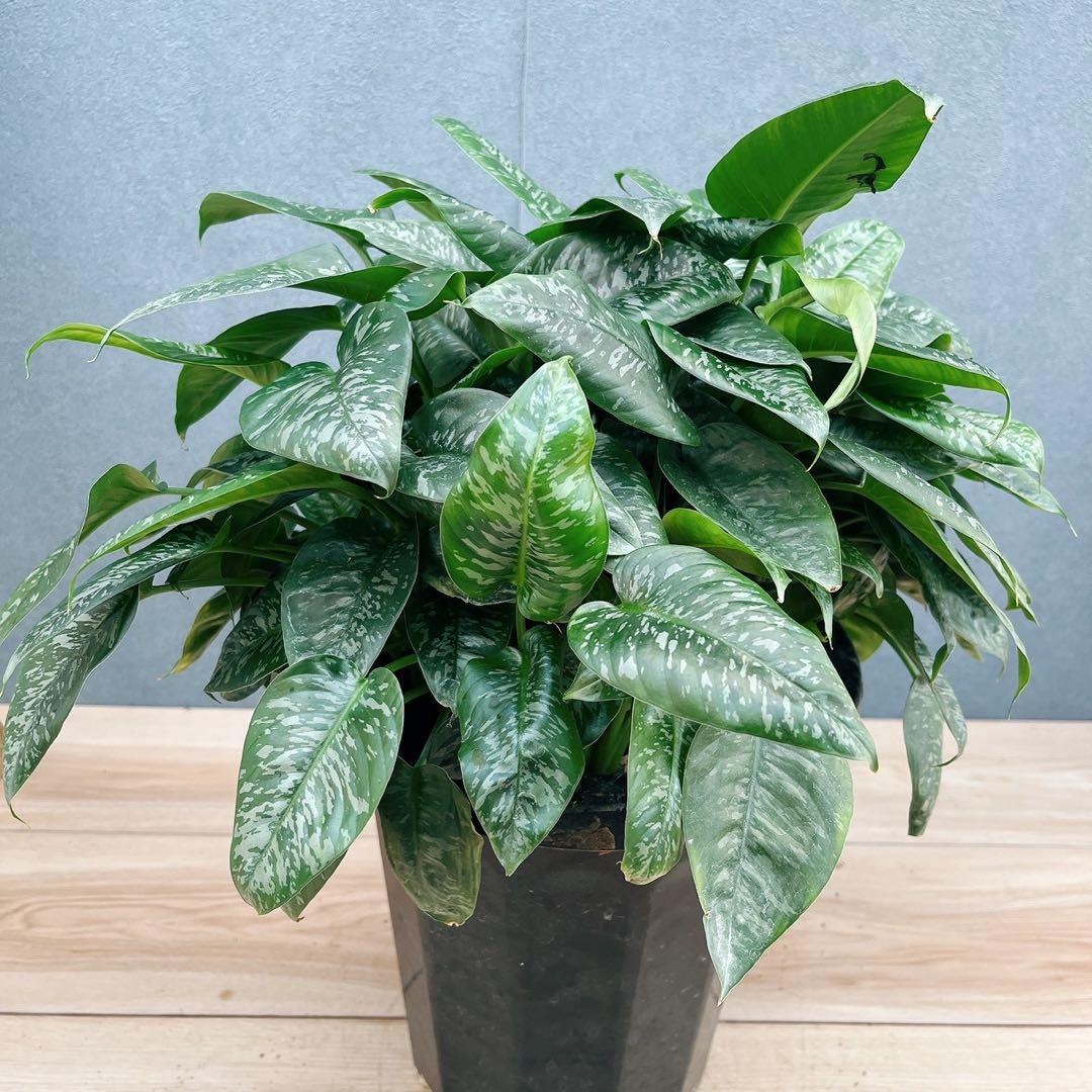 ［現品］7番　スキスマトグロッティス　スコルテクニー　8号　観葉植物　レア