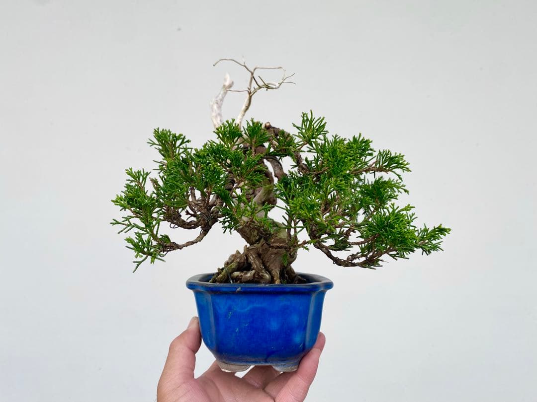 糸魚川真柏　白木盆栽園　樹高22センチ盆栽黒松赤松五葉松観葉植物しんぱく小品盆栽