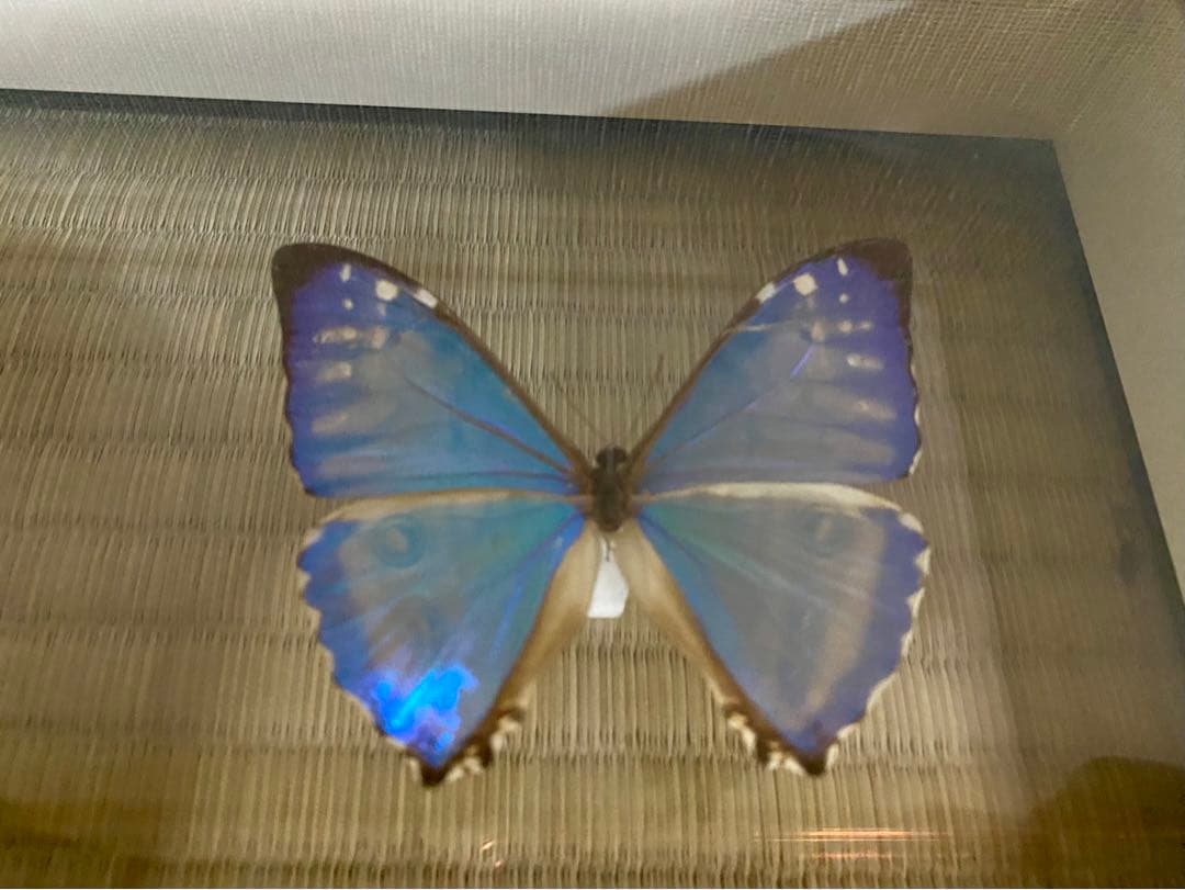 【美品】蝶の標本 青 紫 白 5匹セット