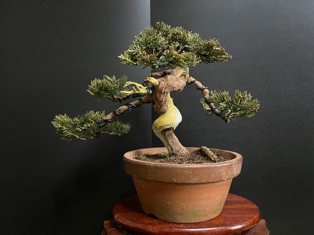 真柏盆栽　糸魚川真柏　捻転シャリ　小品盆栽　樹高20cm 素材