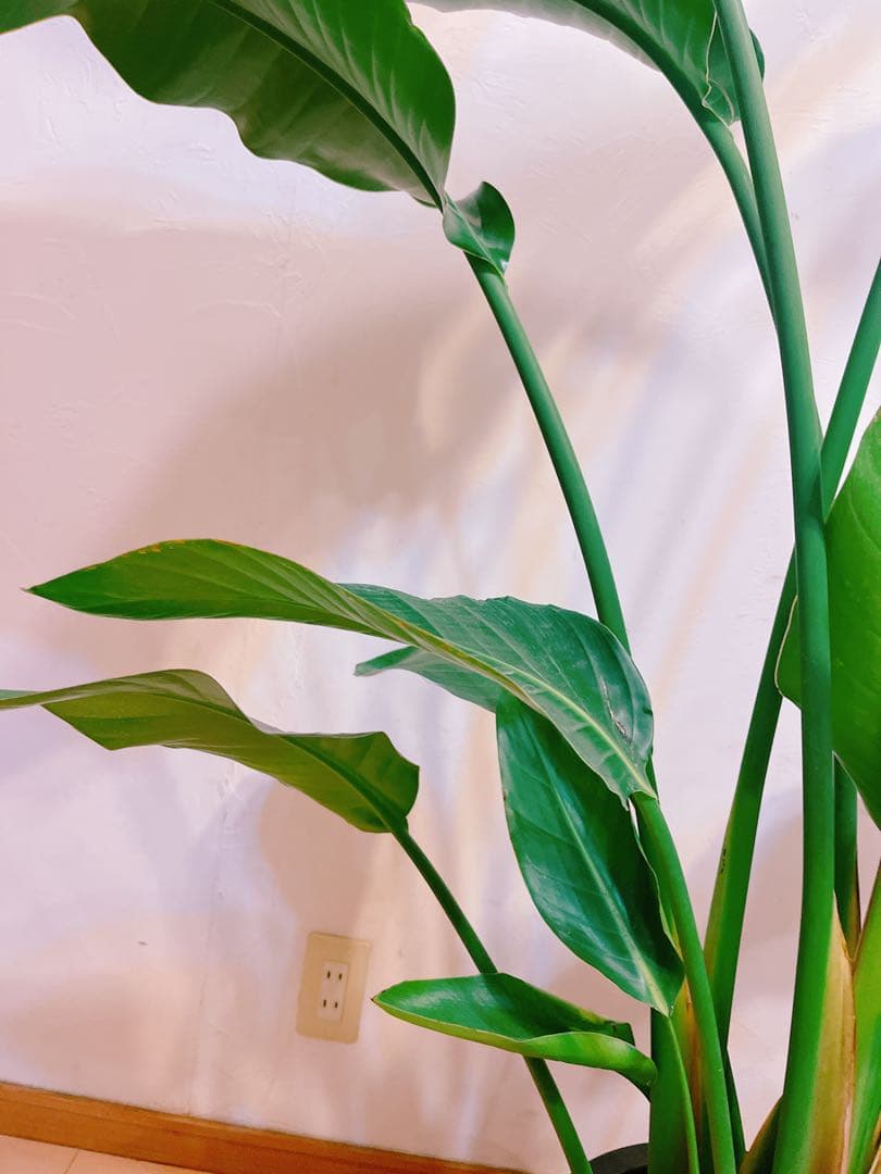 激安！　ストレチア　オーガスタ A 大型❗️ 177センチ　10号鉢 観葉植物