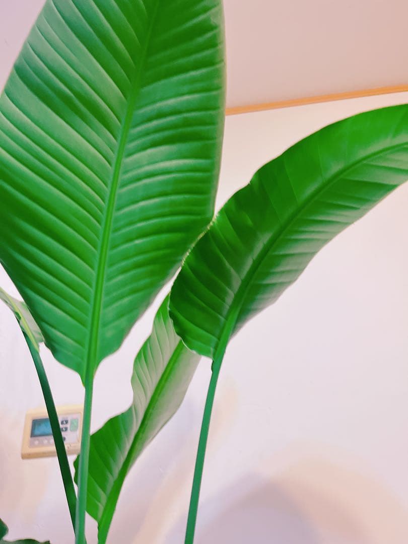 激安！　ストレチア　オーガスタ A 大型❗️ 177センチ　10号鉢 観葉植物