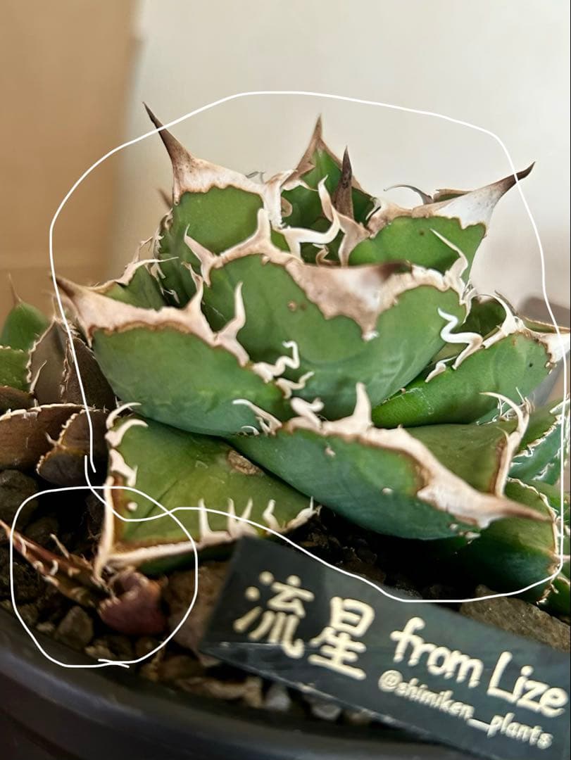 アガベ　流星親株