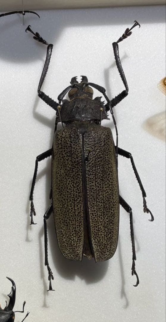 超希少　ウスバカミキリ　標本 　Xixuthrus granulipennis