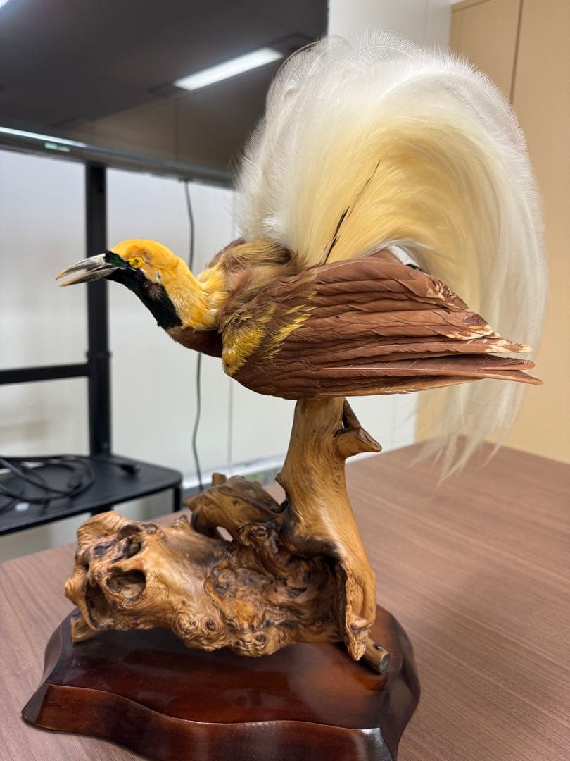 淡*雪様 鳥の標本 極楽鳥　インドネシア　剥製
