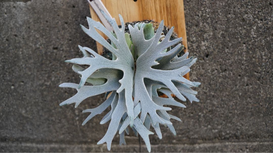 ビカクシダ P.willinckii 'Bacteria spore select '