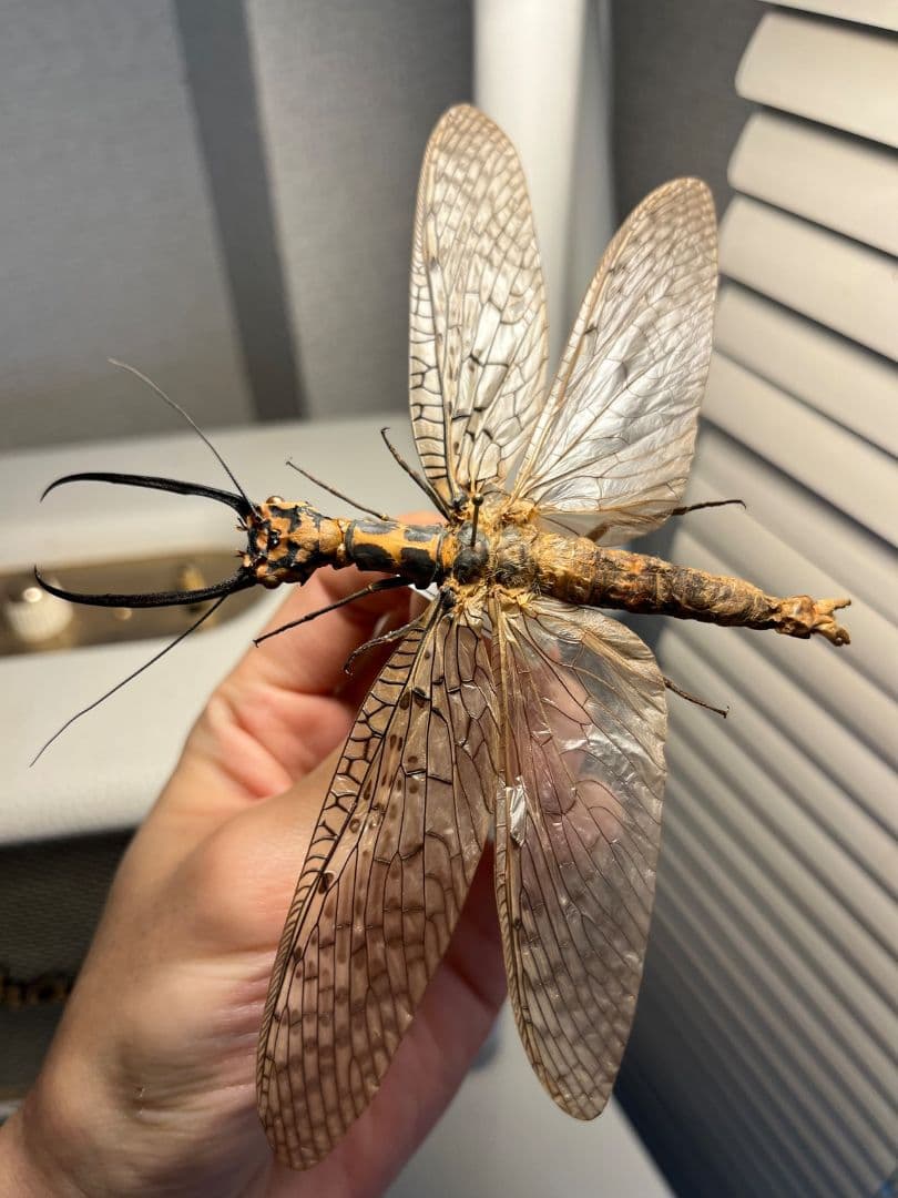 【蜻蛉希少種】キマダラオオキバヘビトンボ オオアゴヘビトンボ 昆虫標本