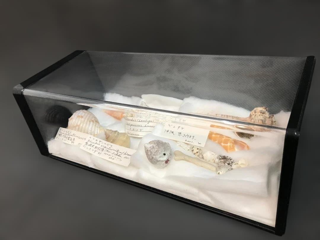 【博物館級・来歴明確】貝殻標本コレクション 6点／学名・採集地・採集年・水深記録