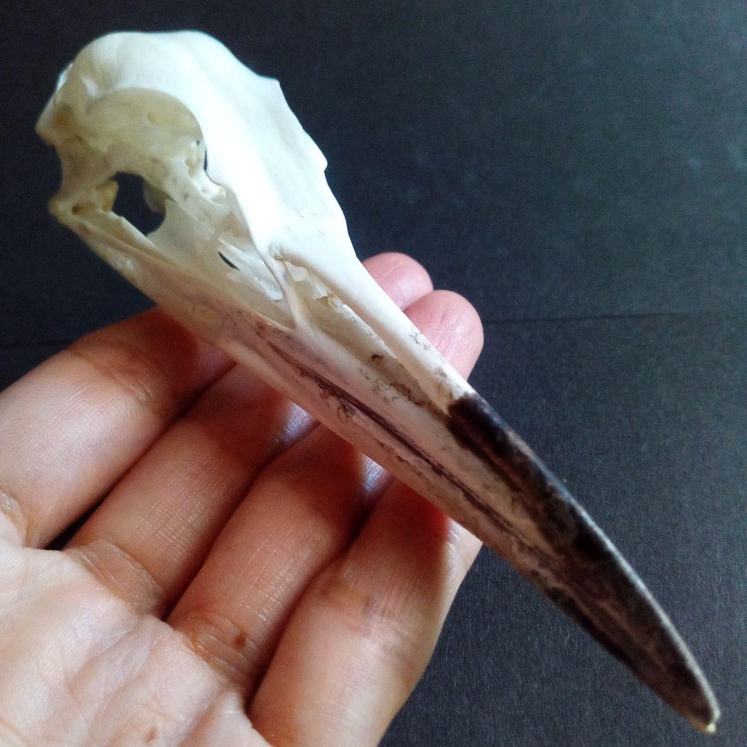 アオサギ　鷺　頭部　頭骨　スカル　極美麗標本