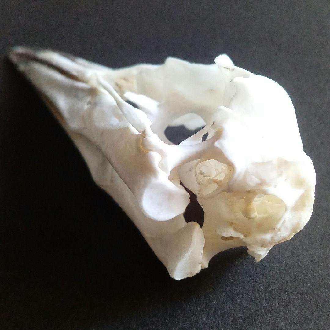 アオサギ　鷺　頭部　頭骨　スカル　極美麗標本