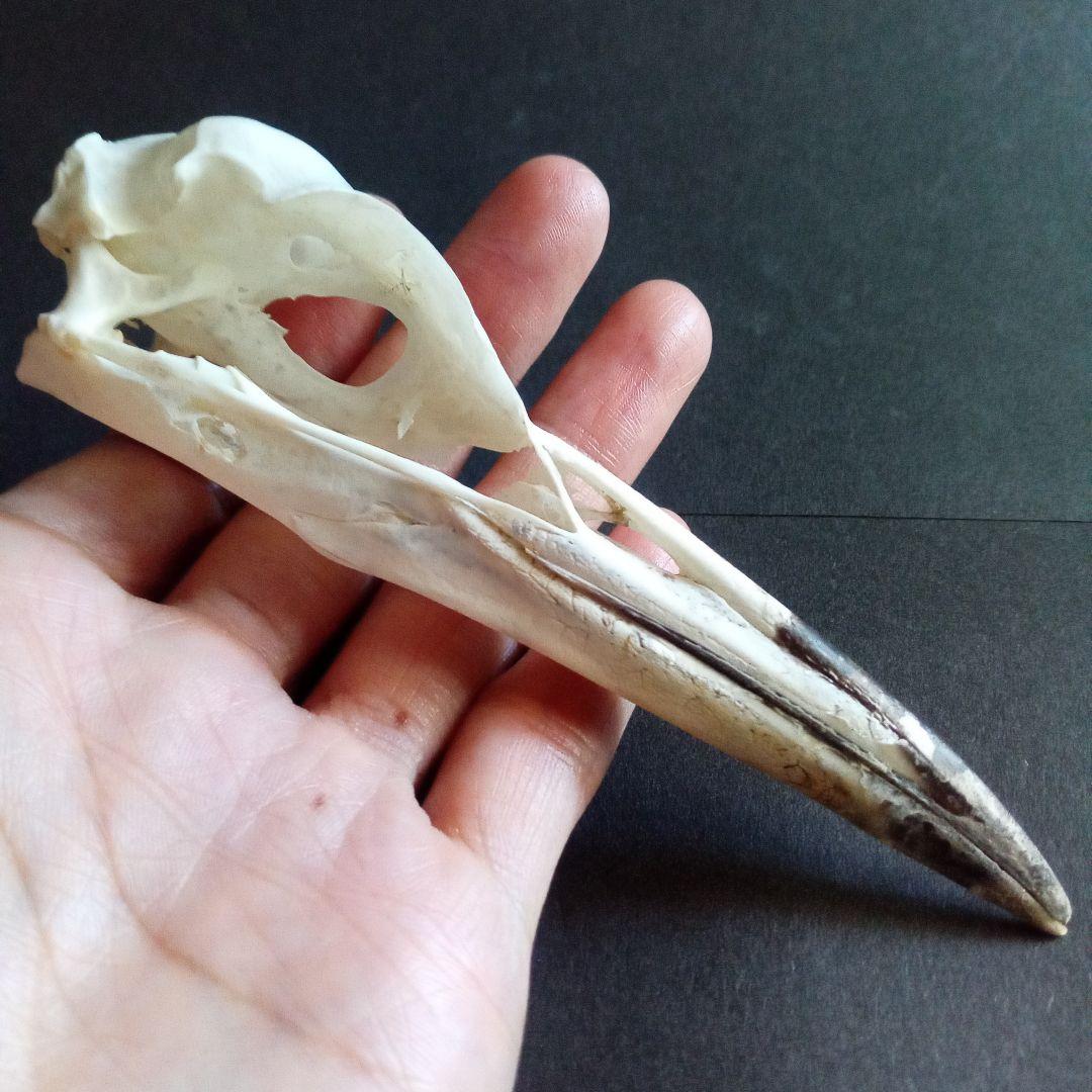 アオサギ　鷺　頭部　頭骨　スカル　極美麗標本