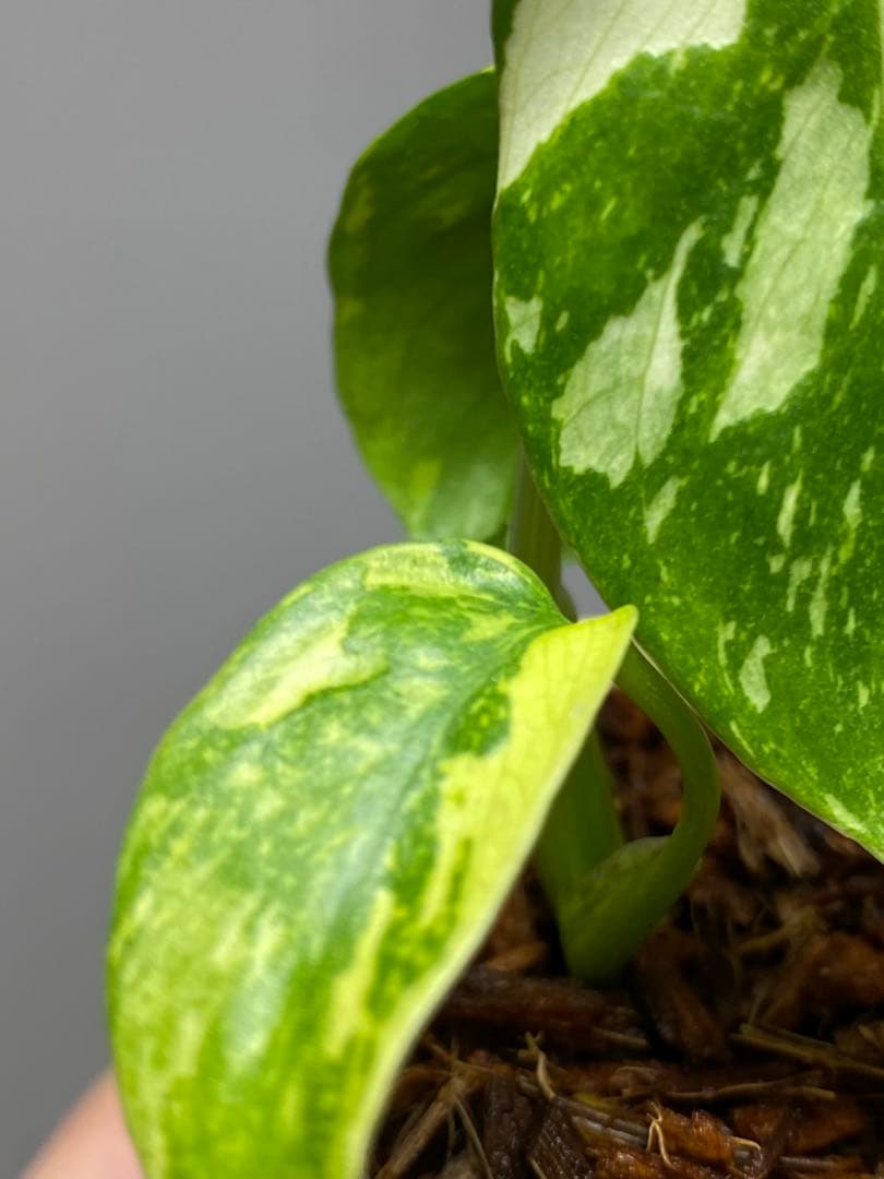 S*L様 ①【超希少‼️】モンステラ　エレクトロライト　斑入り　レア　人気　メル
