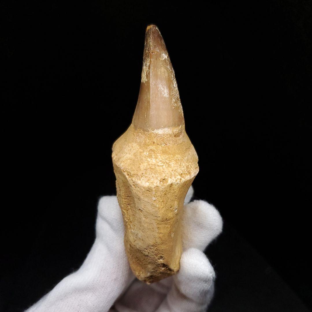 歯根付き モササウルス 化石 歯 本物 モロッコ産 85.63mm mos129