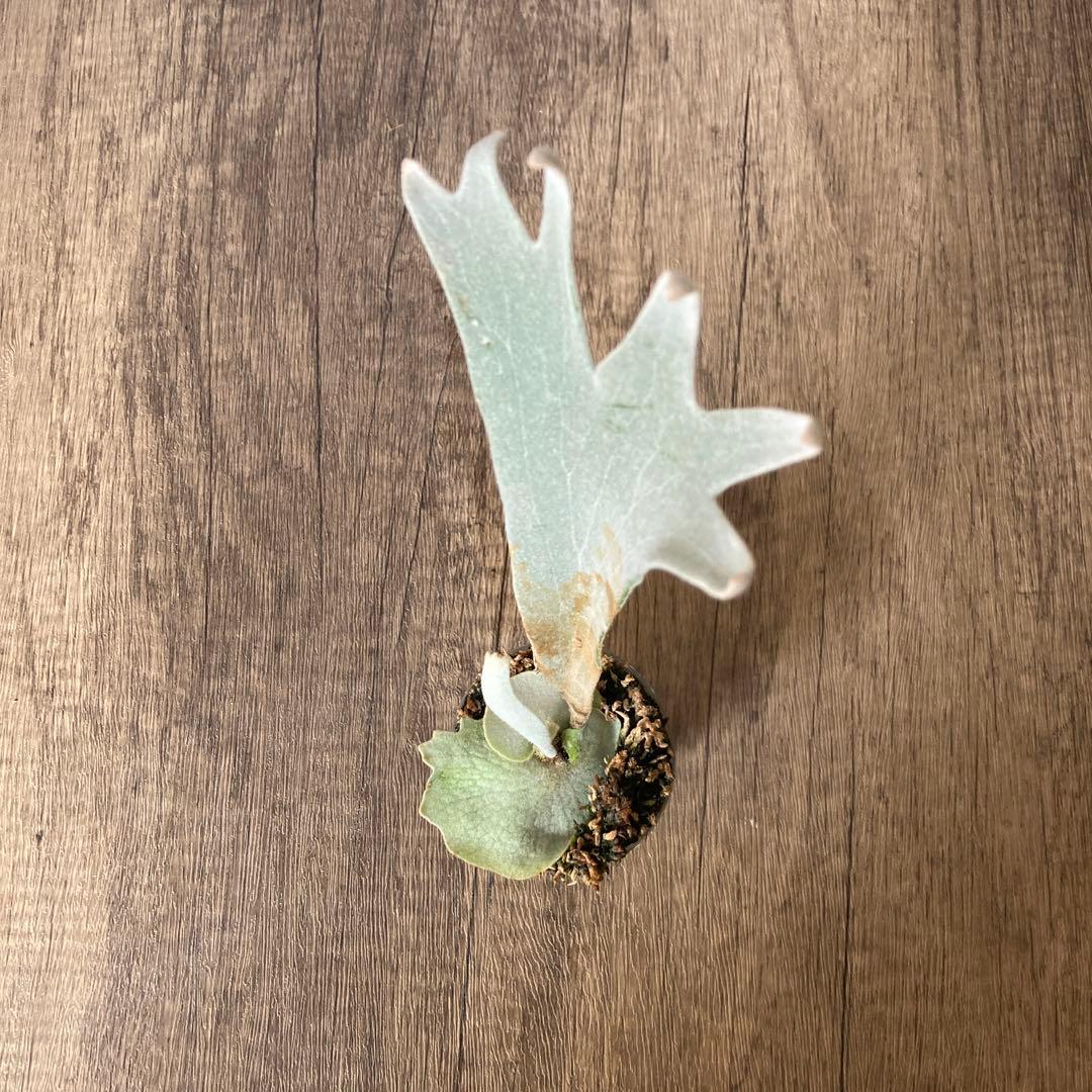 ビカクシダ ペドロ　P.willinckii cv.Pedro OC株