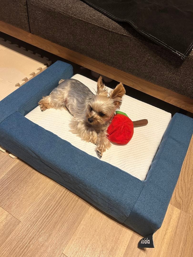 ☆期間限定☆新品☆未開封品❗️コアラペット ベッド KUDDLE