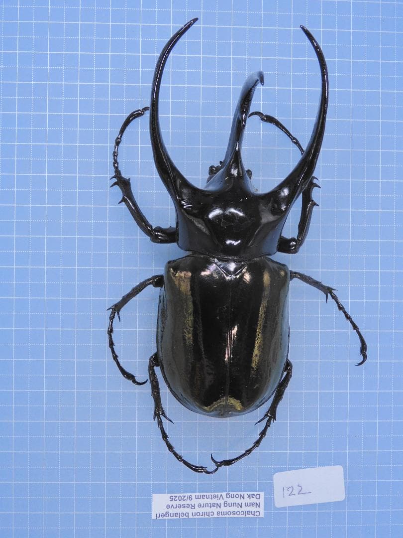 標本 Frrom Vietnam CCB 122mmX42mm