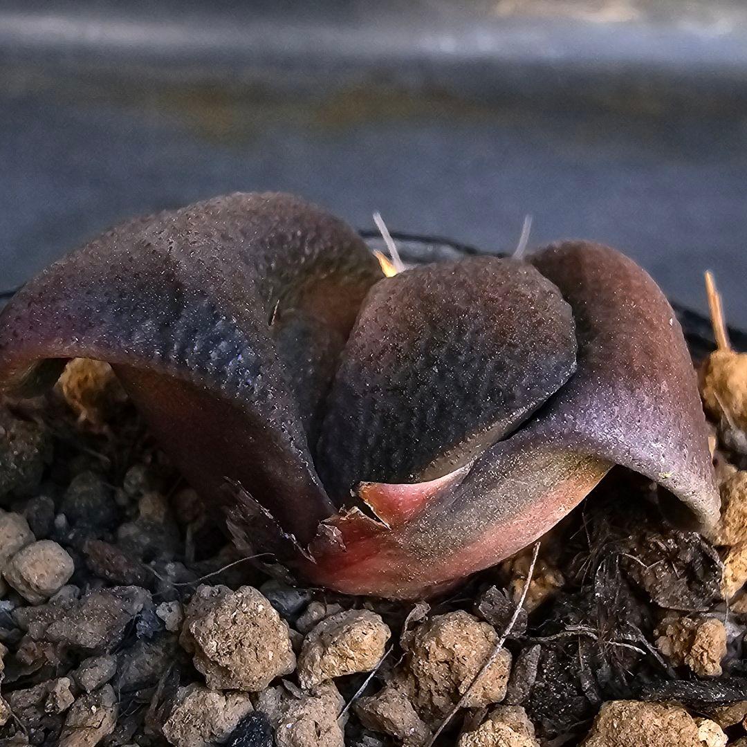 メルカリ便発送&ロウルサンコさんラベル付き☆ガステリア 臥牛十兵衛