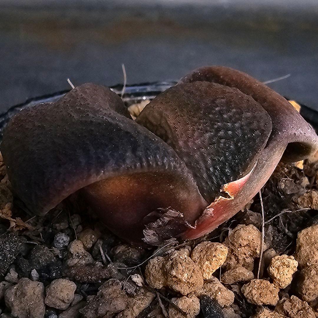 メルカリ便発送&ロウルサンコさんラベル付き☆ガステリア 臥牛十兵衛