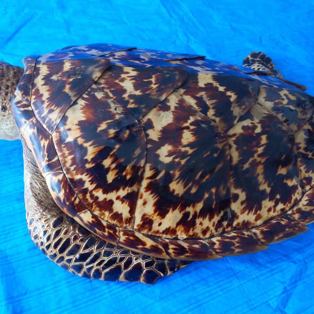 ③うみがめ〚タイマイ〛の剥製　 　壁掛けフックつき