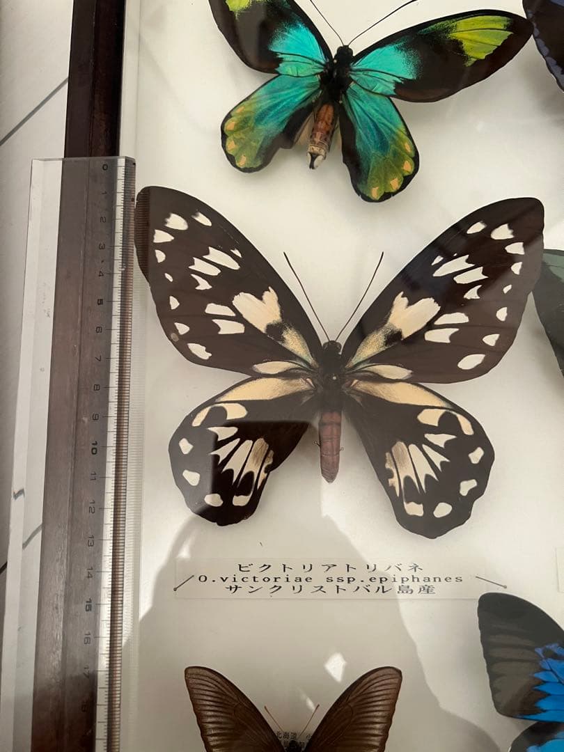 蝶の標本セット(最終値下げ‼️です！お早めに❣️)