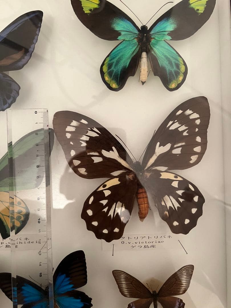 蝶の標本セット(最終値下げ‼️です！お早めに❣️)