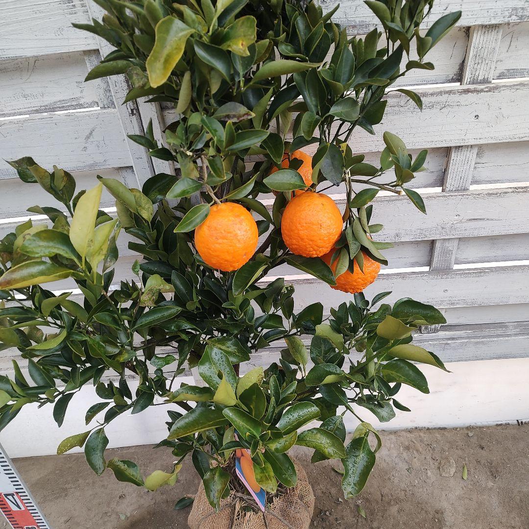 がんもさま ポンカン 苗木 5年生 実つき！