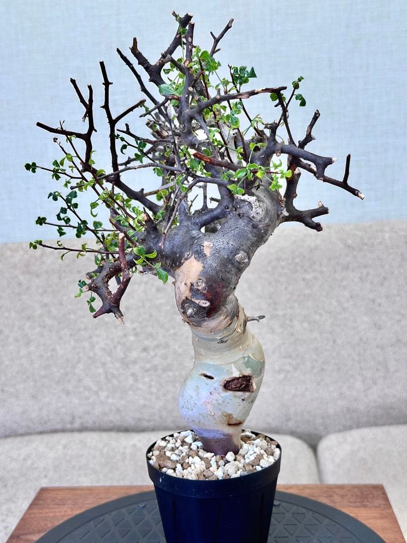 コミフォラ ピュアカタフ ソマリア産 コレクション 多枝