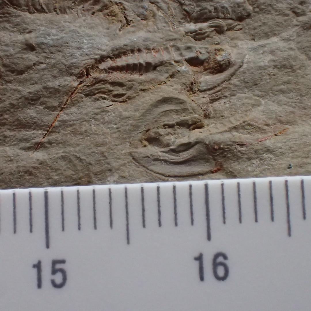 三葉虫の化石 閉鎖産地 オレネルス USA産 本物保証