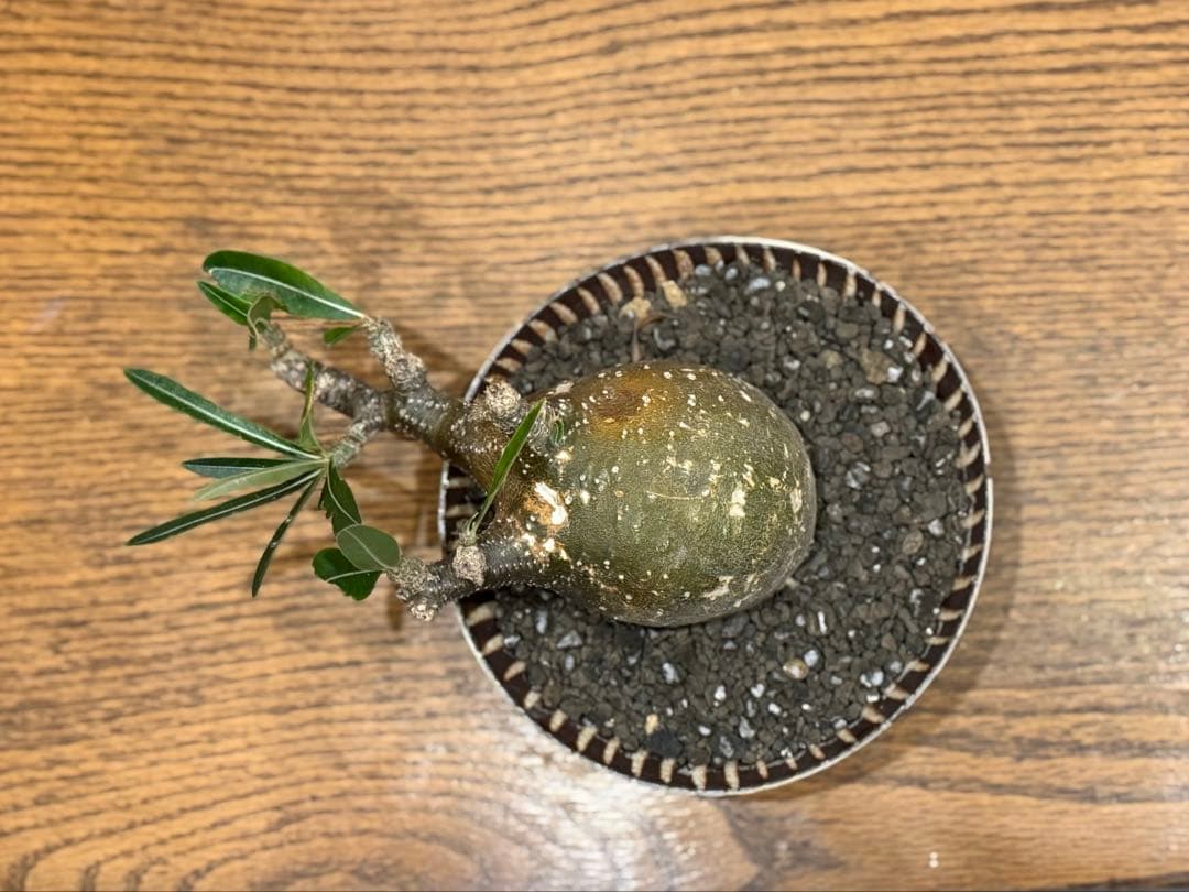 グラキリス【丸株】【発根済】【小石原焼陶器鉢】