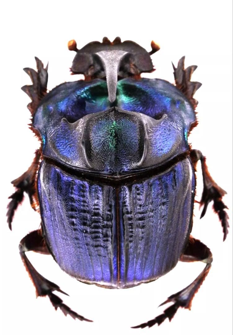 ボナリエンシスオオニジダイコクコガネ　ブルー系　大型ペア