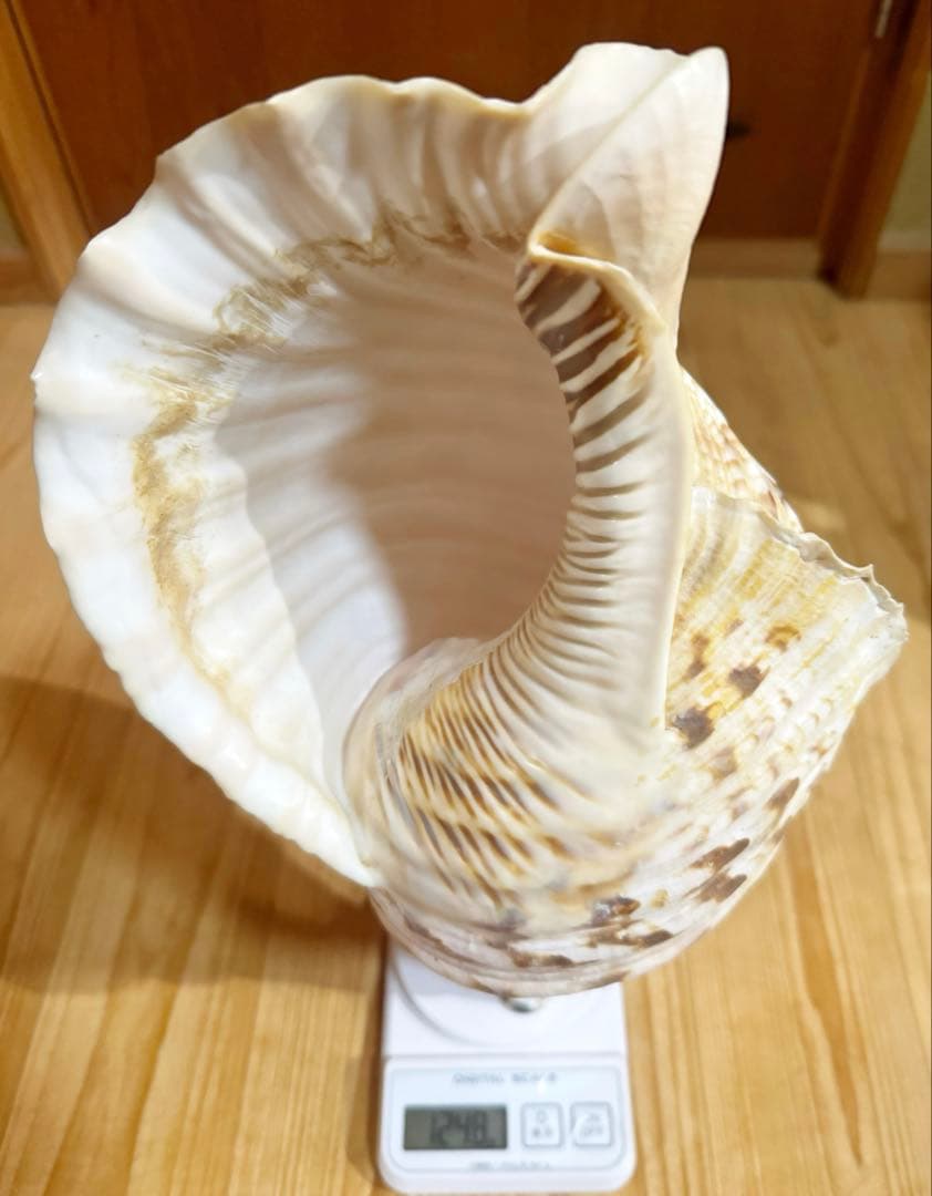 商談中　特大修験道法螺貝41㎝　山伏　密教　熊よけ　魔除け❣️ホラガイ　ほら貝網袋