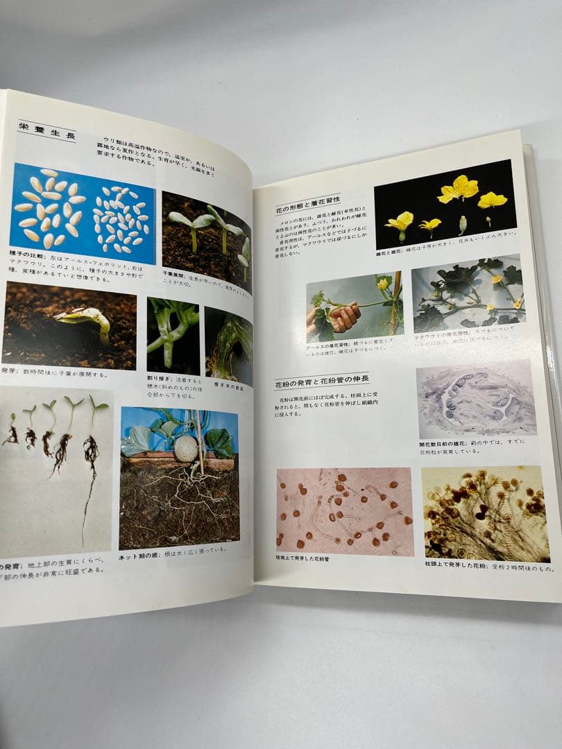 野菜園芸大百科 (4) 第2版　メロン