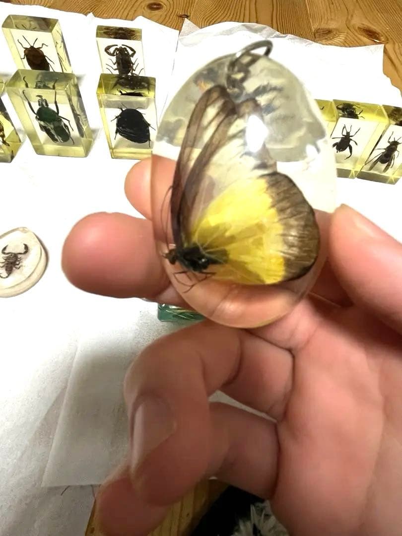 昆虫標本とおまけの魚の標本キーホルダー