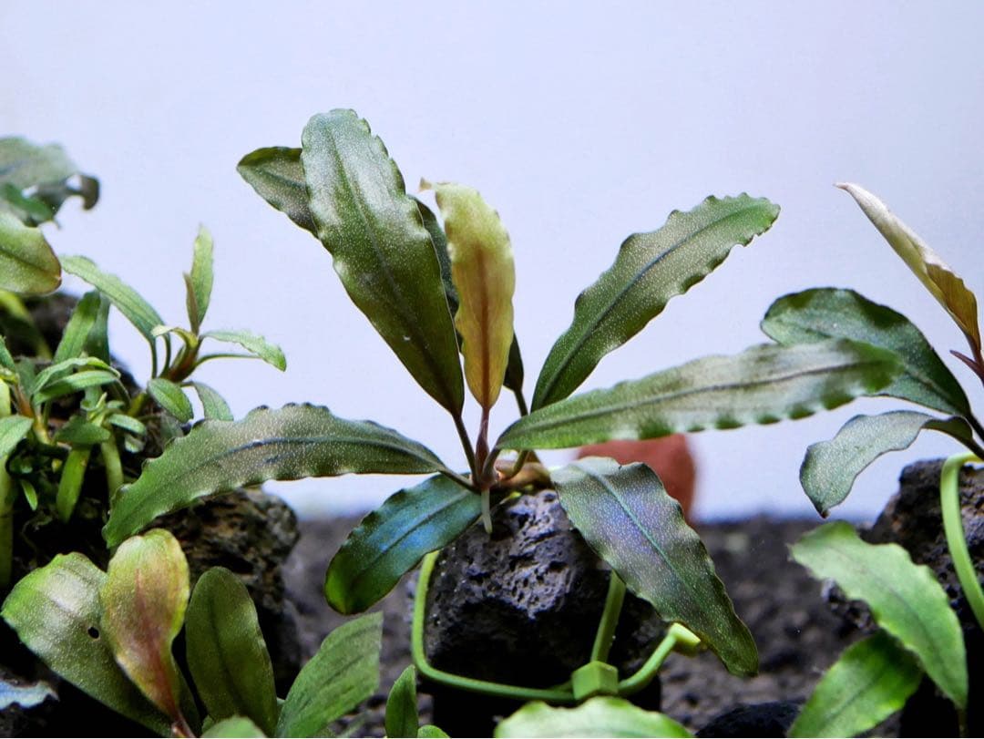 ブセファランドラ『１１種１１株』【完全水中葉【レア種入】宅急便発送（発泡箱使用）