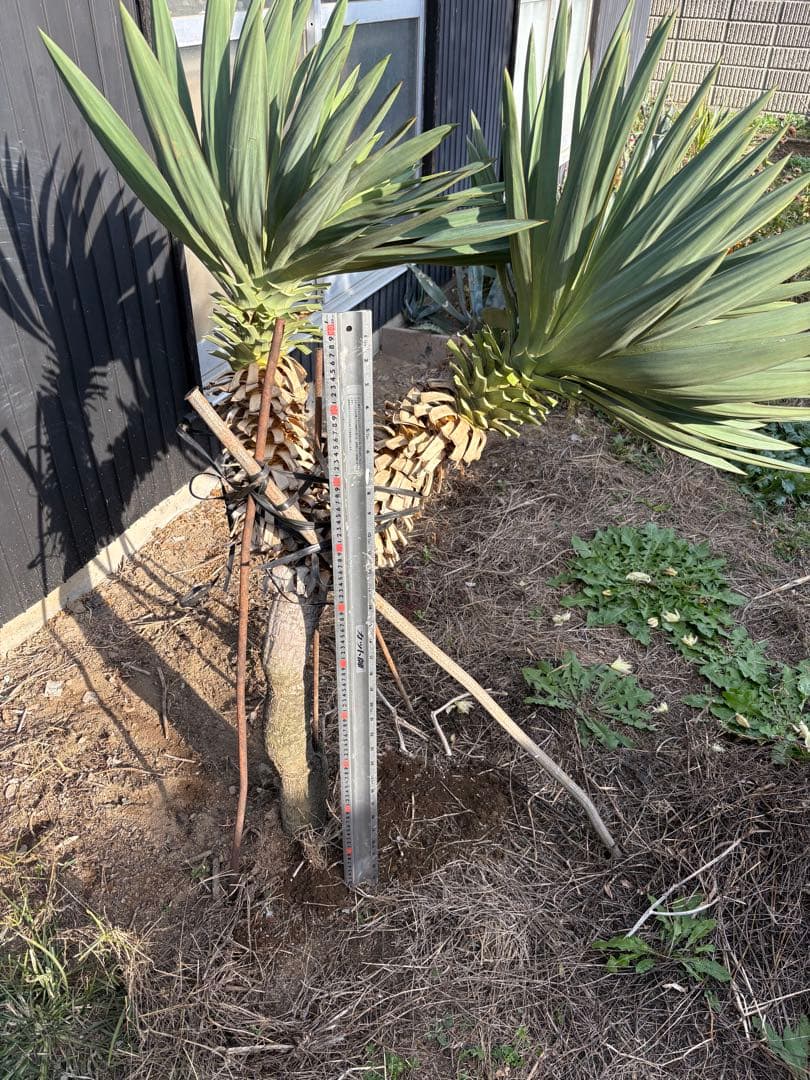 キミガヨラン　ユッカラン　2ヘッド　グロリオサ　ドライガーデン