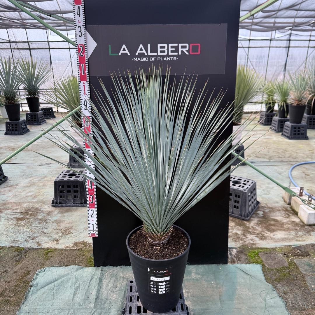 【AL1148】ユッカ　ロストラータ　ランチョブルー　数量限定