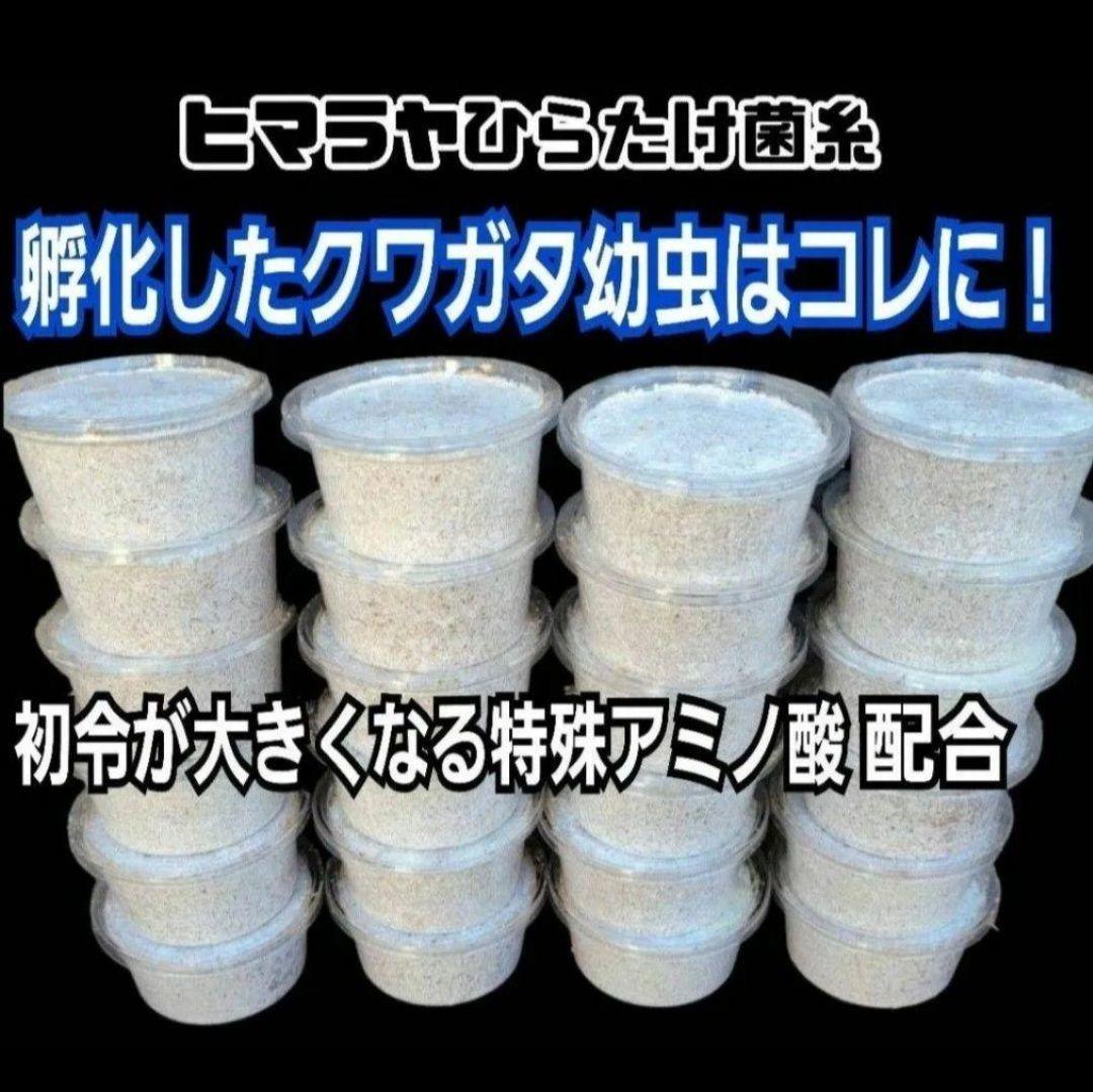 ヒマラヤひらたけ菌糸カップ【50個セット】初令、2令幼虫専用栄養添配合！