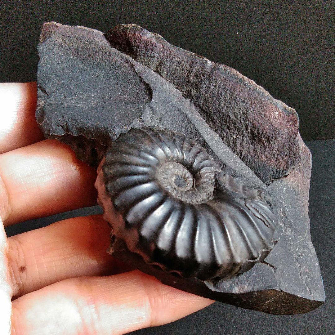 化石　骨格　標本　アンモナイト　南米　コロンビア