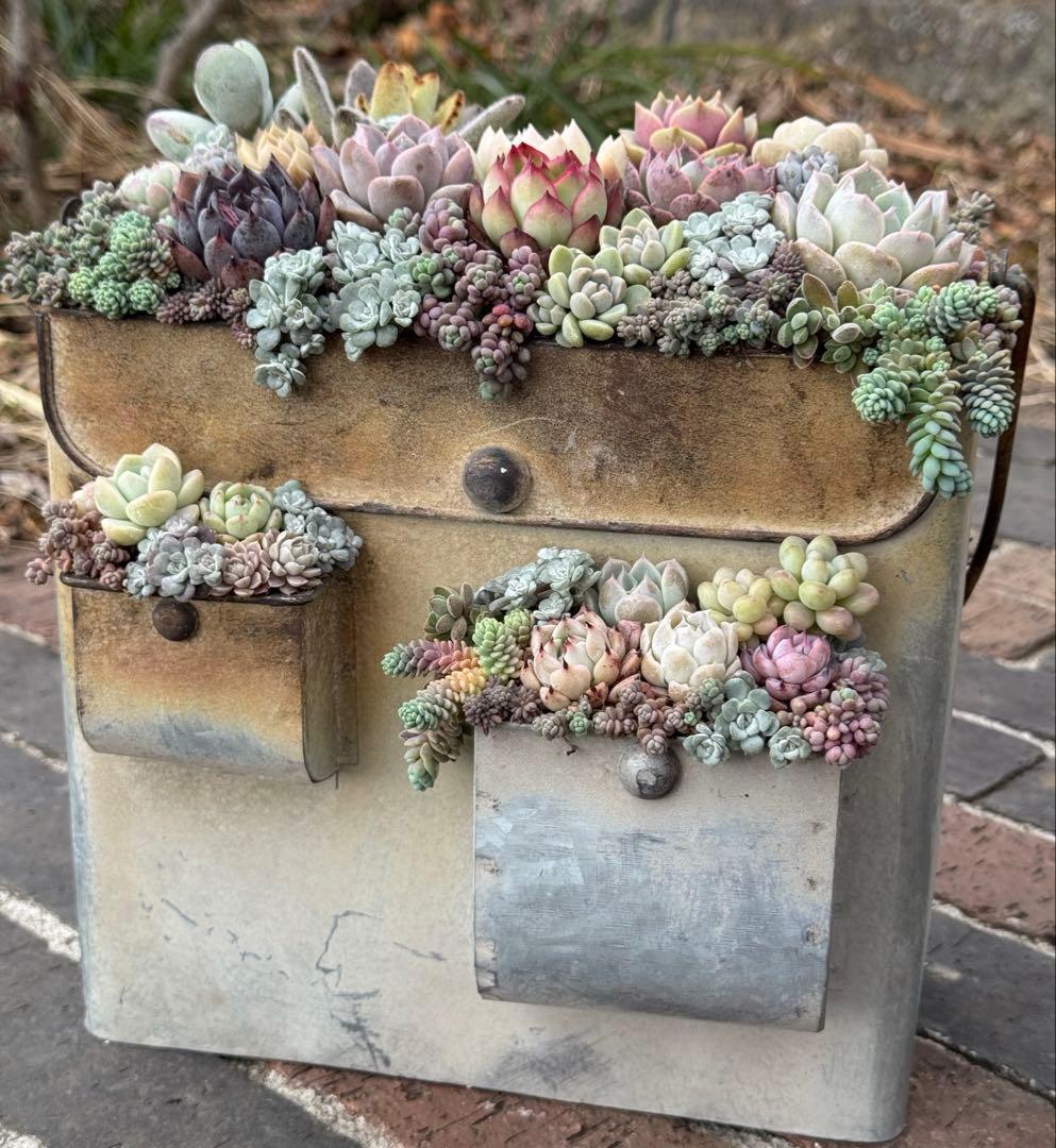 多肉植物　そのまま飾れる寄せ植え