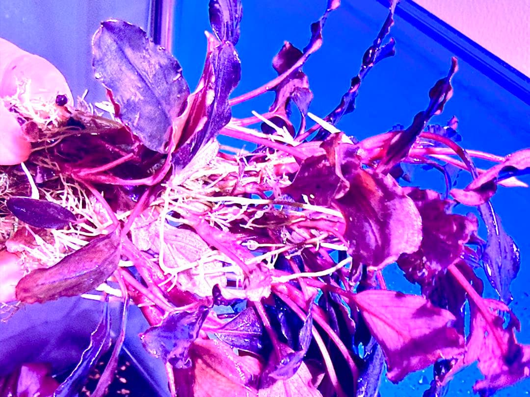 ブセファランドラ Hellfire（大小ミックス）9株