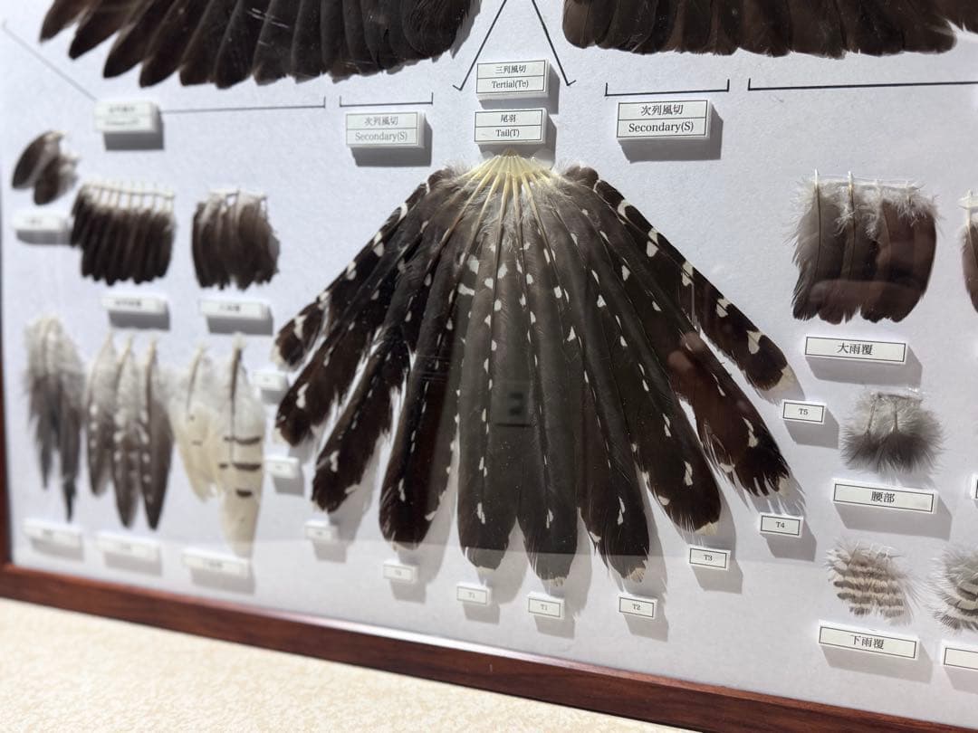 ツツドリの羽標本　野鳥 鳥 羽