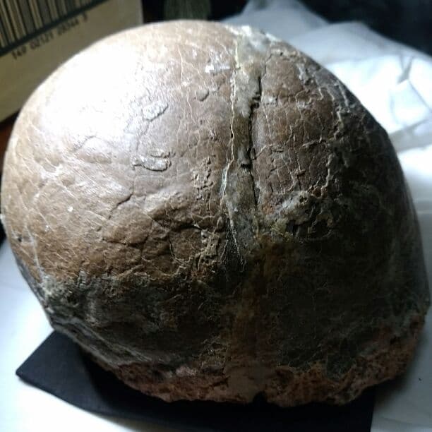 本物保証　恐竜ハドロサウルスの卵化石　絶品美肌の美品卵　極上カバー率　補修あり