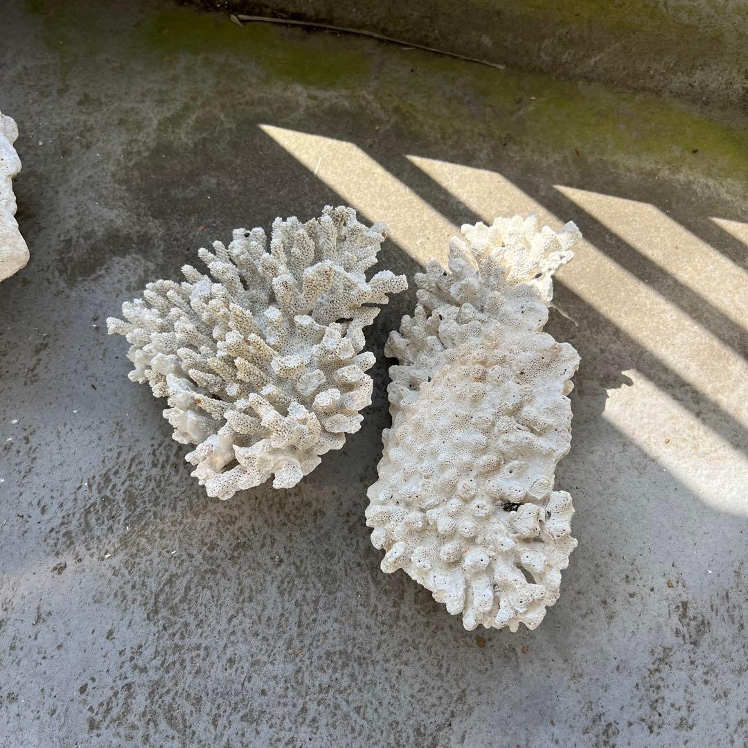 ライブロック　３個